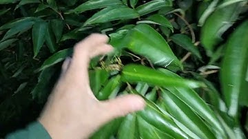 Khoanh kiểu gì khô hạn cây vải đều chết hay nghẹn hoa.