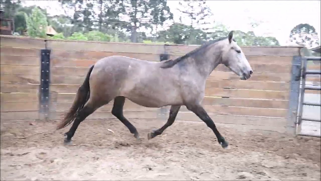 05 Quiteria Mato Verde da Padania - YouTube