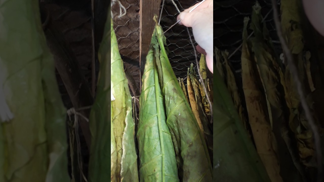 Home grown tabacco NZ