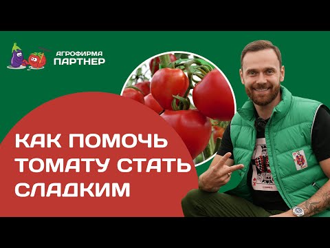 Как помочь томату стать сладким | 7 простых правил #огород #томаты