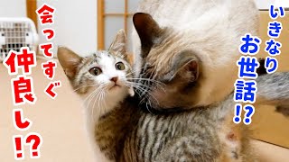 【The first meet between a kitten and the indigenous cat】How gentle Dufy is!