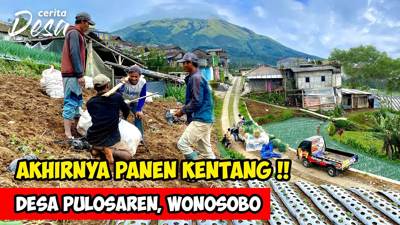 AKHIRNYA PANEN KENTANG !! Warga Dusun Binangun Lereng Gunung Sumbing - Desa Pulosaren, Wonosobo