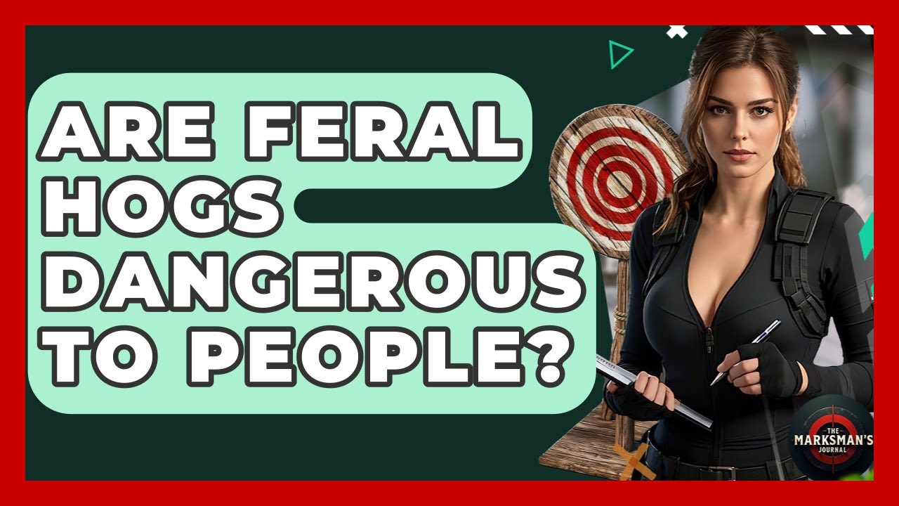 Are Feral Hogs Dangerous To People? - The Marksman's Journal