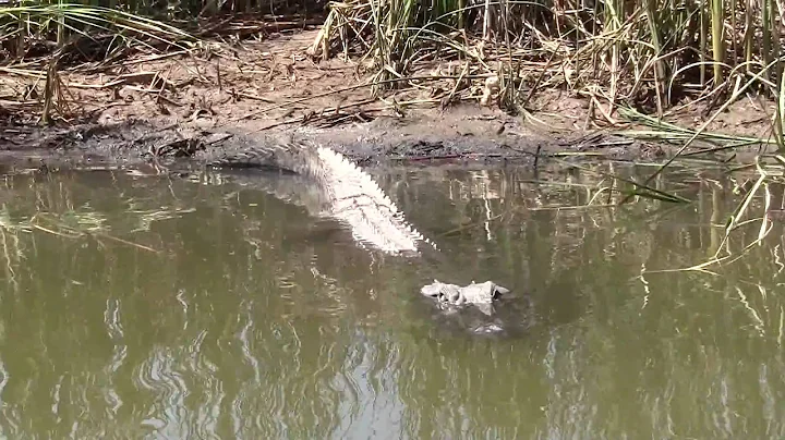 Alligator in the Bayou