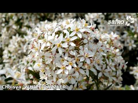 Video: Exotický Keř Klerodendronu Ozdobí Váš Parapet Nebo Zimní Zahradu