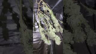 Gsc, Cherry pie, Harley quinn(cbd/thc) (ilgm), 5 days into hang drying @ 60 humidity/60 F