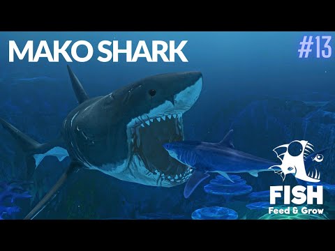 Feed And Grow Fish : Mako Shark - YouTube
