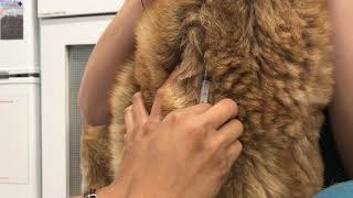 SK11 Jugular venipuncture on a dog