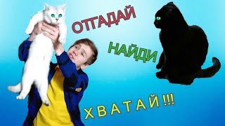 ОТГАДАЙ, НАЙДИ, ХВАТАЙ! ЧЕЛЛЕНДЖ для КОШЕК!