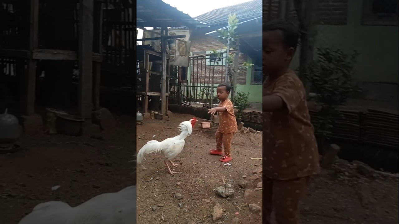 hati-hati di tladung pitik jago. 