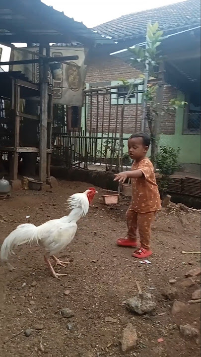 hati-hati di tladung pitik jago. #rooster