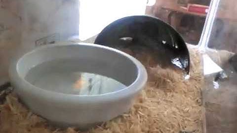 Ball Python Live Feeding Part 2 - Benjamin
