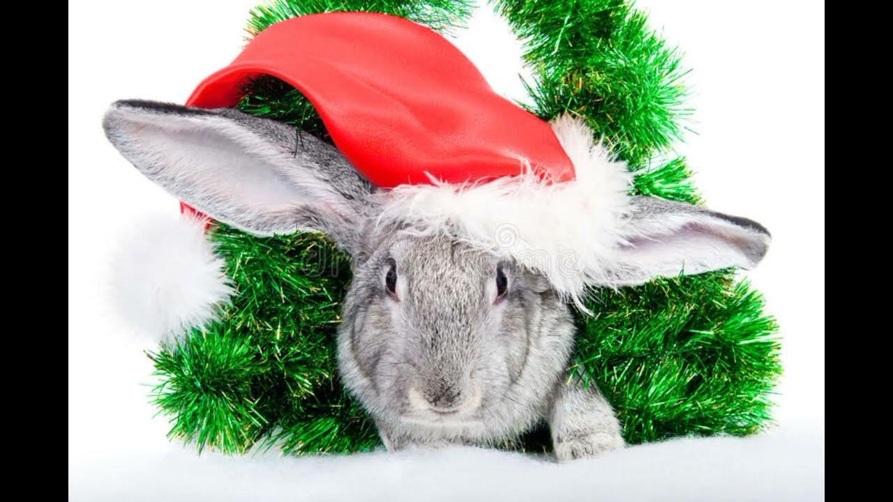 Фото символов года. Новогодний кролик. Новогодние кролики 2011. Кролик новый год. Кролик в новогодней шапке.