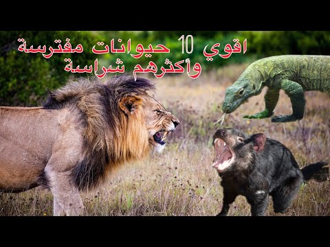 اقوي 10 حيوانات مفترسة وأكثرهم شراسة في العالم رقم 1 مفاجأة