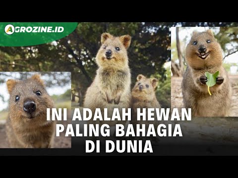 Video: Adakah quokkas secara langsung?