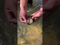 秋天了 鰟鮍还是这么好看 这种鱼刺长在外面的到底是什么鱼啊 碎嘴子 户外野采 秋天了 鰟鮍还是这么好看 这种鱼刺长在外面的到底是什么鱼啊 碎嘴子 户外野采