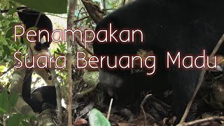 PENAMPAKAN SUARA BERUANG MADU..!!!