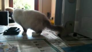 FIP Cat Mishka unwell day FIP Cat Mishka unwell day