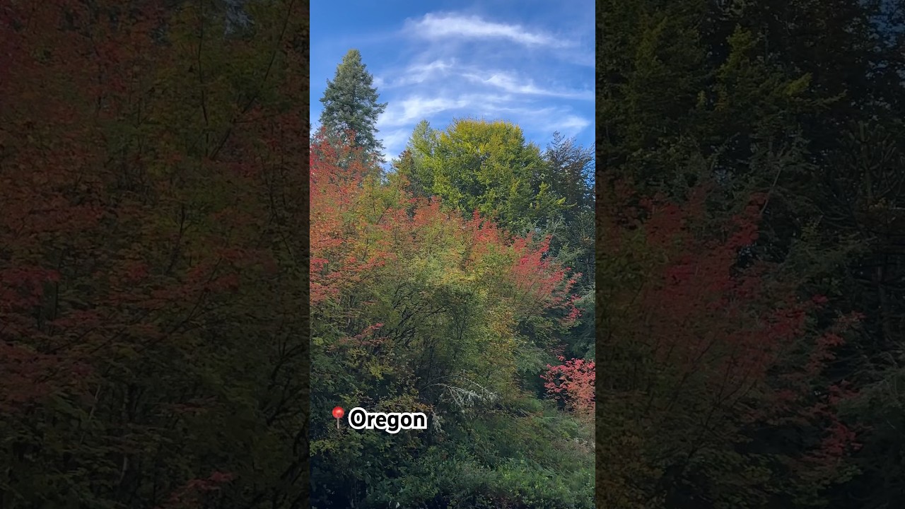 Oregon Trees are in other level🌲🌳 