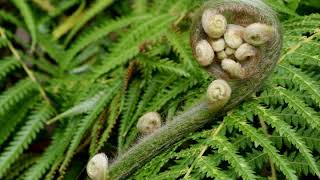 Fern | Wikipedia audio article