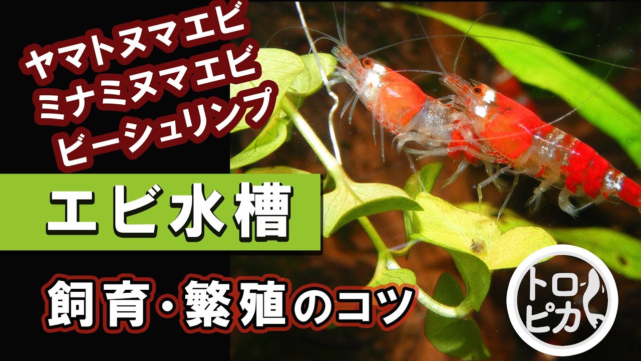 エビ水槽をはじめてみよう エビの飼育 繁殖のコツを徹底解説します Youtube