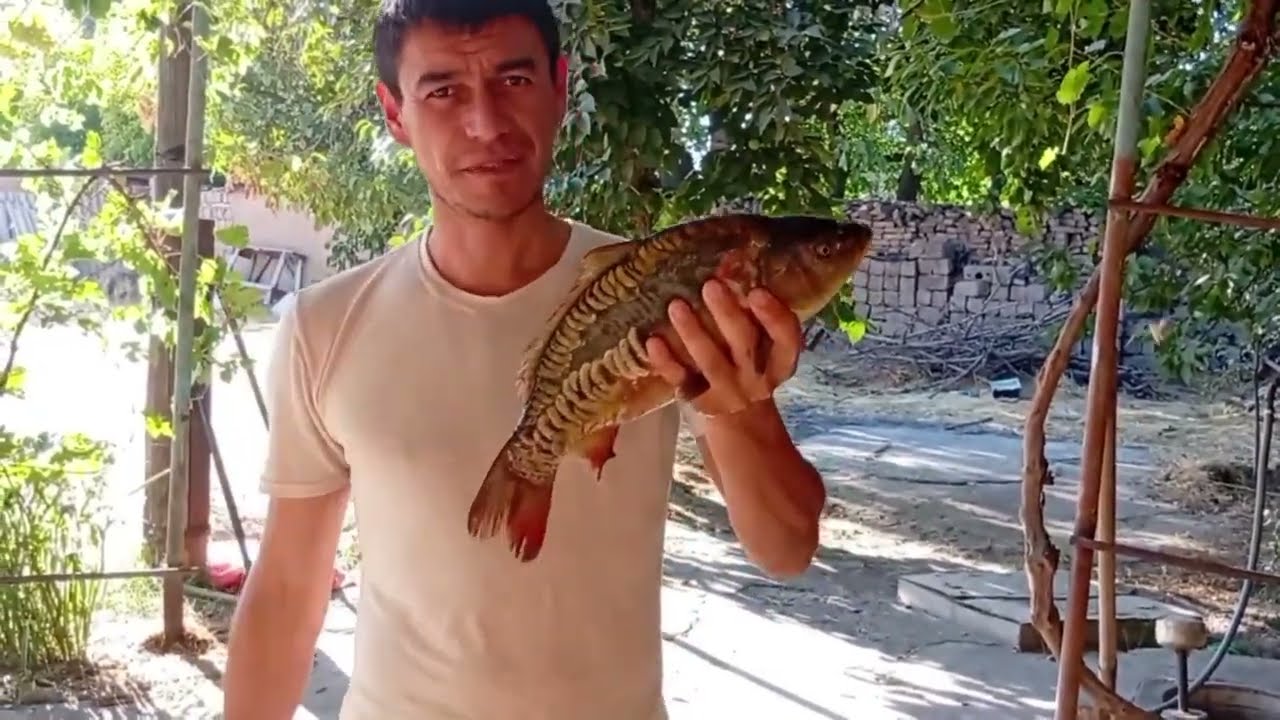 Пойман зеркальный карп