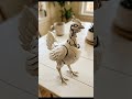Mechanical Hen Prototype🐔⚙️ Cyber Creature Concept