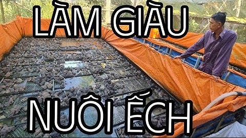 Kinh nghiệm và bí quyết nuôi ếch của bà con miền tây