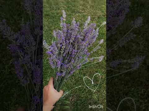 In A World Full Of Roses Be A Lavender 