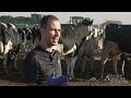 Juan Pinerio - Disease Prevention in Dairy Cattle - The impact and treatment of Metritis