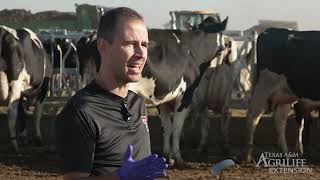 Juan Pinerio - Disease Prevention in Dairy Cattle - The impact and treatment of Metritis