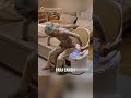 Toilet Robot Ini Jalan Sendiri Bisa Datangi Penggunanya #shorts