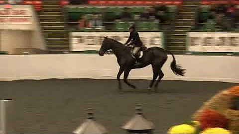 Video of SIR THOMAS ridden by ANNE KEESLER from Sh...