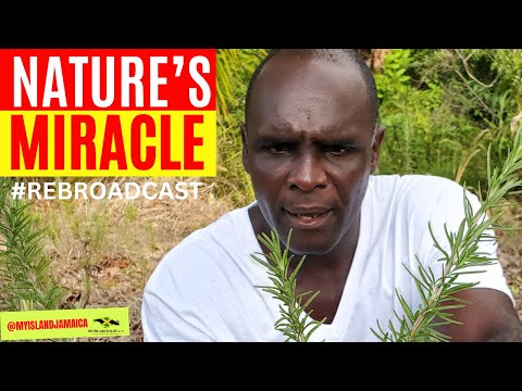😲The PLANT That The World Needs NOW! (Grows Wild In Jamaica) #rosemary