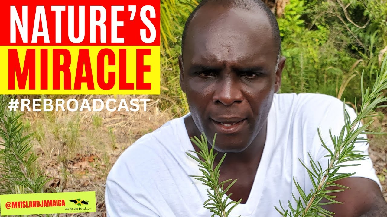 😲The PLANT That The World Needs NOW! (Grows Wild In Jamaica) rosemary