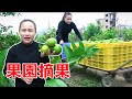 9妹親自去果園監督，嬸娘摘果不能馬虎，必須層層把關才發貨！【巧婦9妹】