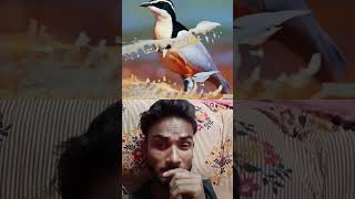 #amazingfacts #interestingfacts #islamicstatus #birds #wildlifefacts #youtubeshorts #islamicsto #fac