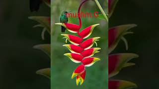 Мишари Рашид Аль-афаси Сура 9 Ат-Тауба (Покаяние)