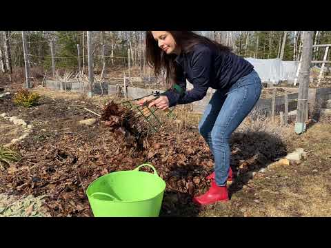 Vidéo: Peony Damage - Réparer les pivoines endommagées dans le jardin