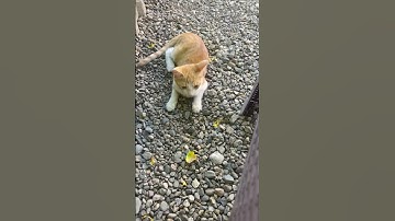 #سورة_الإخلاص #egzonibrahimi #ikhlas #quran #المصحف #القرآن_الكريم #ترند #listen