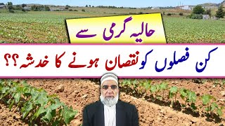 Impacts of current heat wave on different crops || Crop Reformer