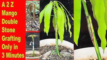 A 2 Z Mango Double Stone Grafting in 3 Minutes, Be the Creator, Sept