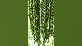 Download lagu Palm fruit (kolang kaling) #shorts #shortsplant