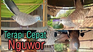 PERKUTUT NGUWOR WOR WAR WOR