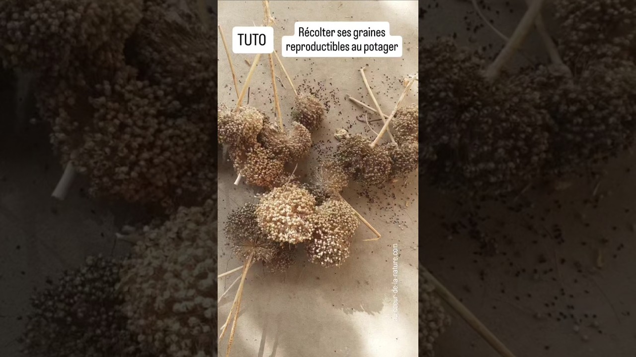 #TUTO : #récolte de #graines #reproductibles au #potager #écologique en #juillet #ecoledejardinage