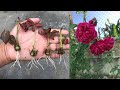 Comment faire pousser des roses  partir dun calice de roserosa