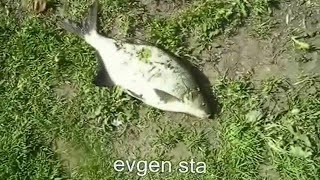КАША С ЖМЫХОМ И РЕЗУЛЬТАТ КАША С ЖМЫХОМ И РЕЗУЛЬТАТ