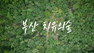 부산치유의숲 영상