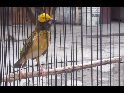 Kicau Burung Manyar Gacor Ngepak Sayap Youtube