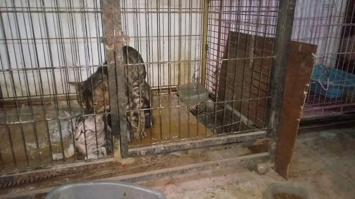 Video 4882901: kucing american shorthair, american bengal